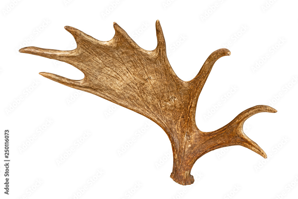 Moose horns isolated on white background Moose horns isolated on white background