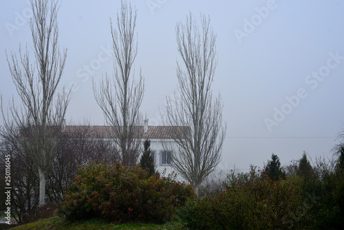 Three poplars without leaves in winter are outlined in the fog in front of a house in the Botanical Garden of Ol‡rizu in Vitoria-Gasteiz (Alava) Basque Country, Spain... photo