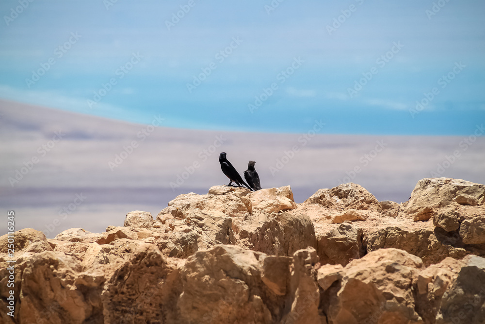Tristram's grackle starling birds sitting on a stone ledge at Masada overlooking Dead Sea Tristram's grackle starling birds sitting on a stone ledge at Masada overlooking Dead Sea