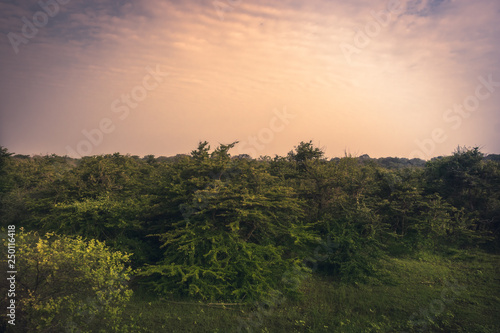 Sunrise scenery plain landscape in Yala national park reserve in Sri Lanka in orange pink purple colors