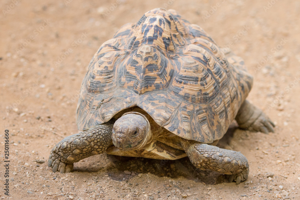 Obraz premium Panthers Turtle (Pantherschildkröte, Stigmochelys pardalis)