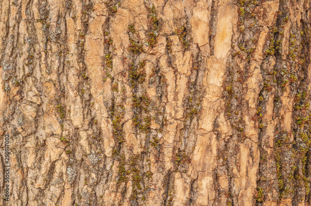 tree trunk with texture bark and green moss tree trunk with texture bark and green moss