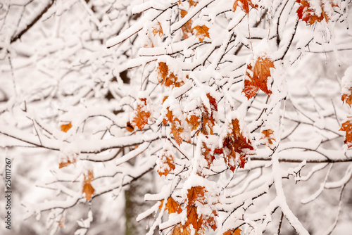 Withered brown leaves of the maple on the snow-covered branches in the winter after a snowfall