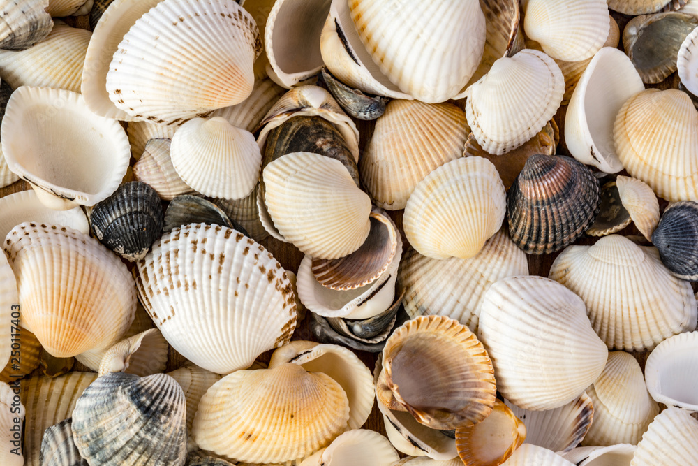 Seashells of different colors. Mollusk shells. Seashell background. Texture of the shells.