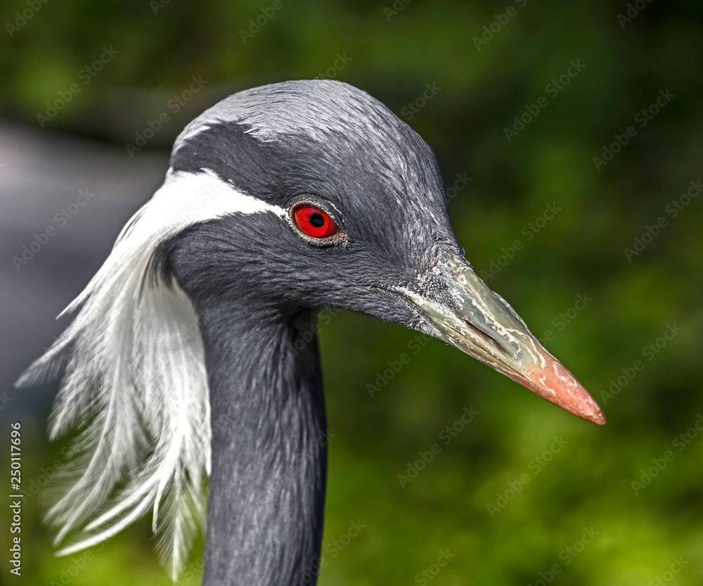 Demoiselle crane's head. Latin name - Grus virgo	