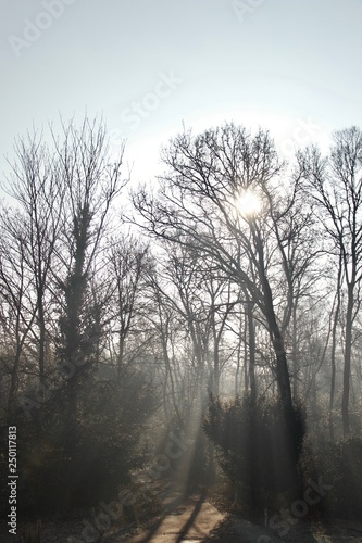 Beams of light on a road (track) through woodland (forest): sunlight filtering through bare winter trees and mist