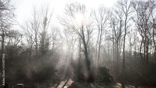 Beams of light on a road  track  through woodland  forest   sunlight filtering through bare winter trees and mist