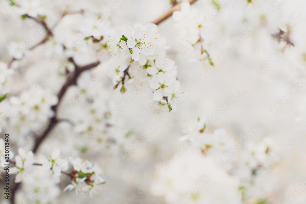 Spring Background - Blooming Trees - Blossoms - Nature background - Flowers