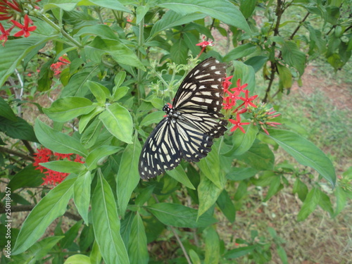 Papillon du Sud de l'Inde photo