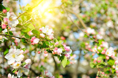 Flowers of apple tree and bright sun. Shallow depth of field. Focus on the front flowers.