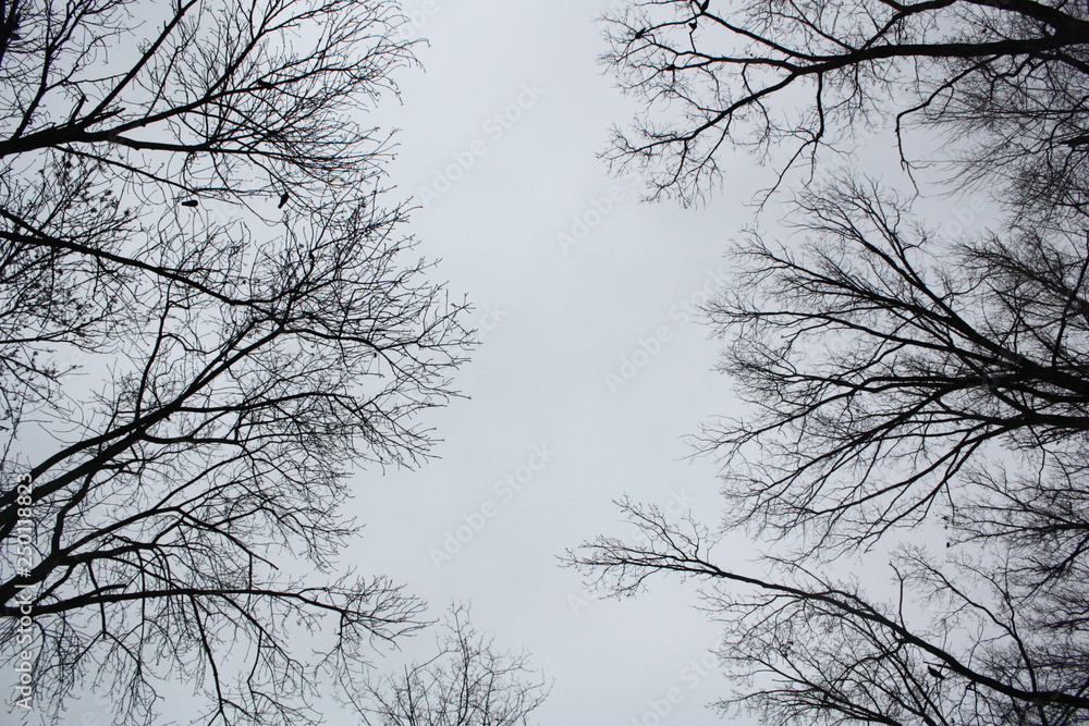 Obraz premium symmetry 