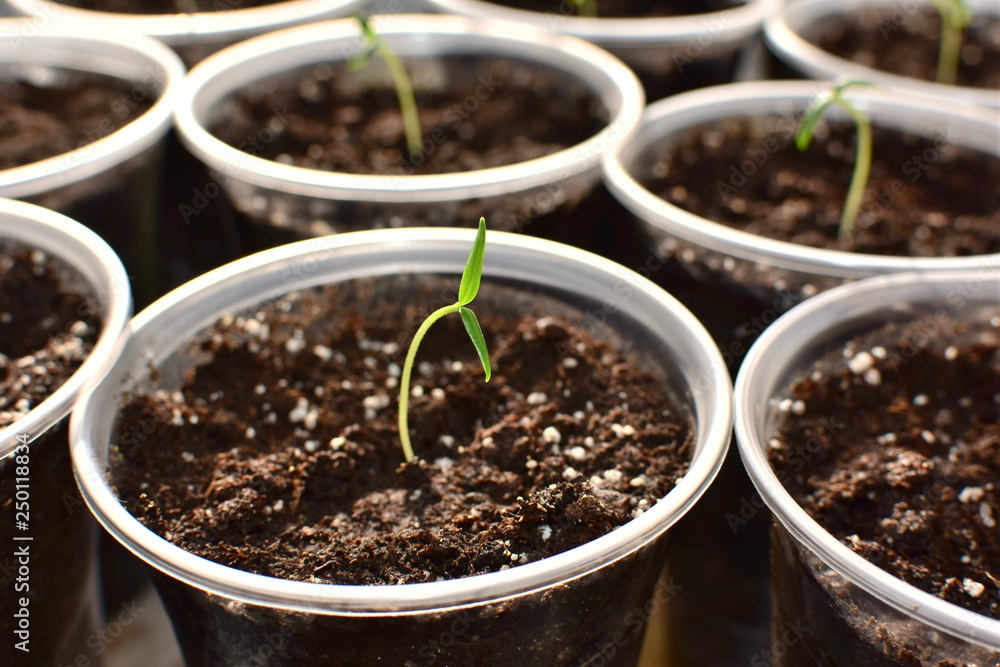 young fresh green seedlings growing in a pot under the sun young fresh green seedlings growing in a pot under the sun