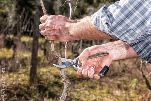 Caucasian farmer winegrower at work in an old vineyard, performs the pruning of the vine with professional scissors. Traditional agriculture. © francescomou