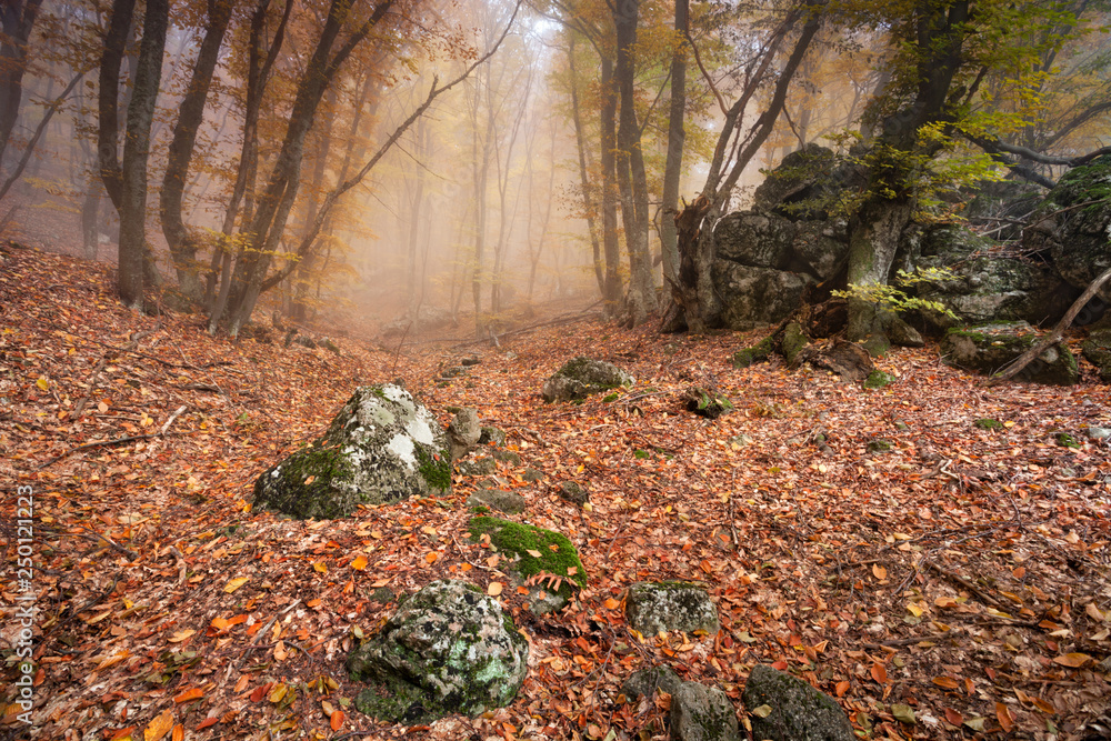 Autumn landscape of foggy forest.