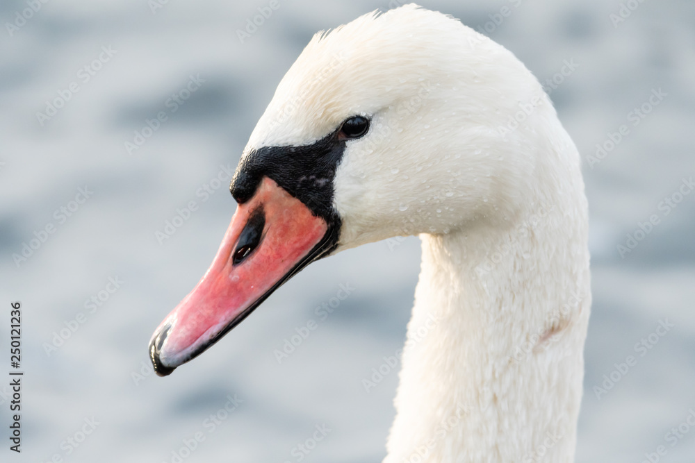 Portrait of a white swan on the danube in Vienna Portrait of a white swan on the danube in Vienna