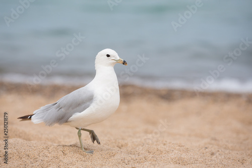 Seagull walks on beach in sand overcast day