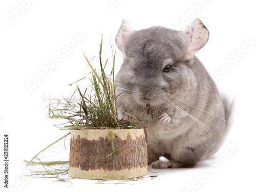 Сute furry chinchilla standing above stump with dry grass on white background