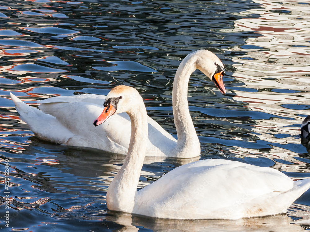 Naklejka premium Two Swans (Cygnus olor) are swimming on the Vistula river in Krakow, Poland.