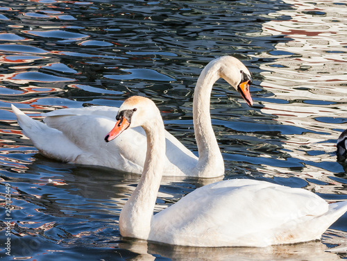 Two Swans (Cygnus olor) are swimming on the Vistula river in Krakow, Poland. photo