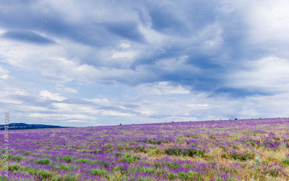 Fototapeta premium Lavender field in cloudy weather
