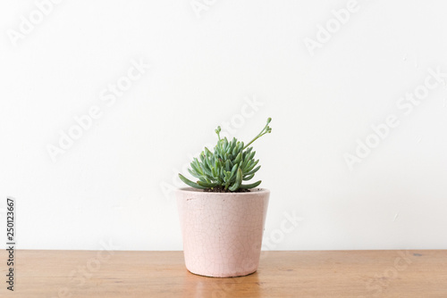 Closeup of succulent plant in pink pot on wooden table (selective focus)