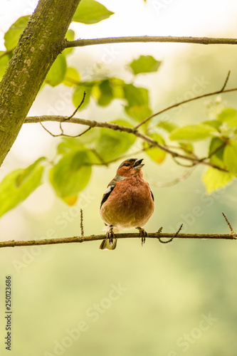 Singig the European robin, Erithacus rubecula photo