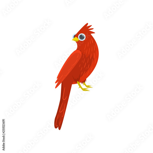 Big red sitting cardinal-bird isolated on white background. Side view