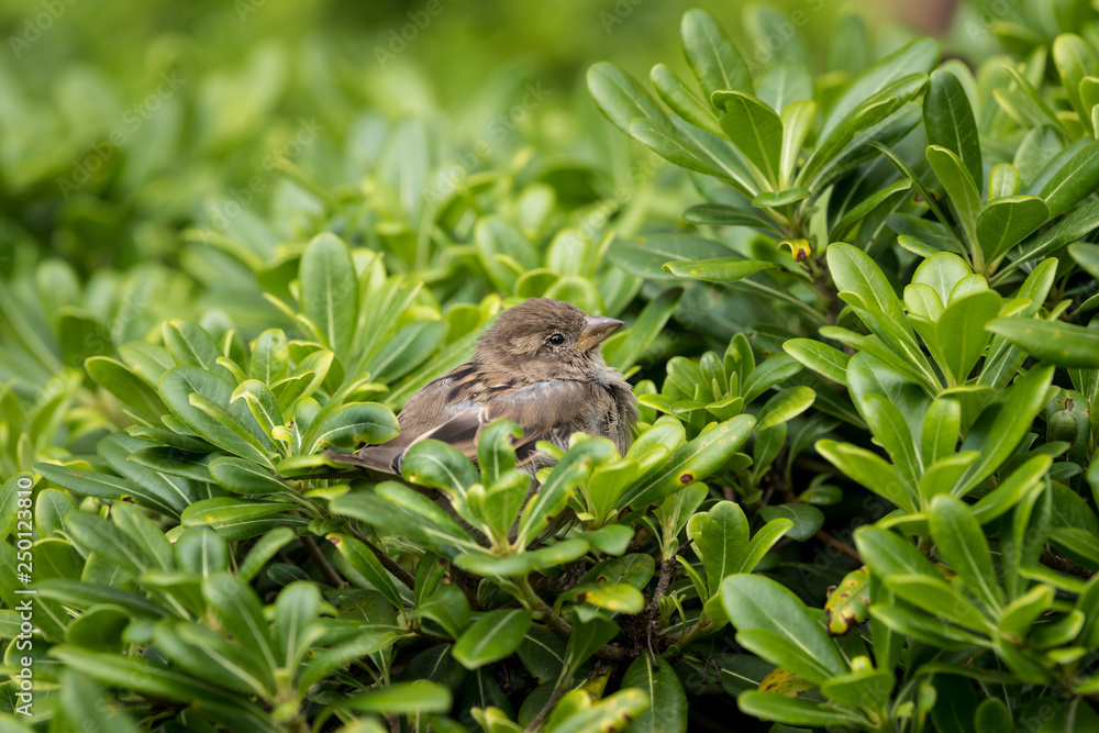 A female house sparrow sitting in a green bush A female house sparrow sitting in a green bush