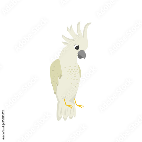 Beige exotic parrot cockatoo with crest isolated on white background.