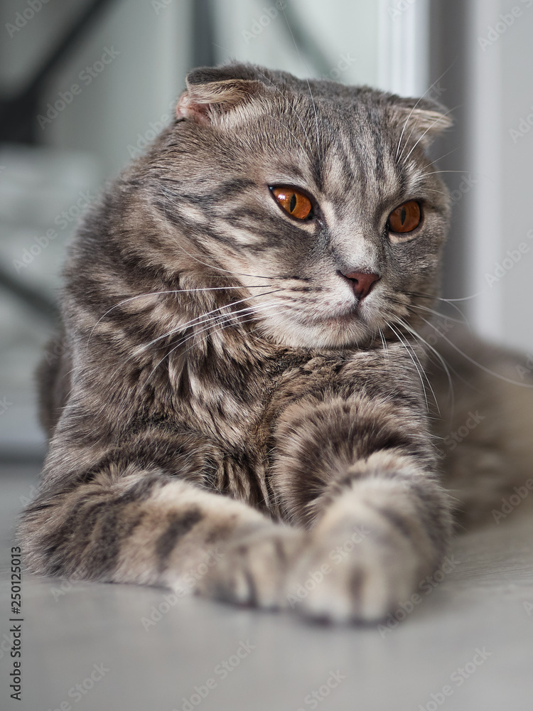 Young gorgeous tabby scottish fold cat lying on floor