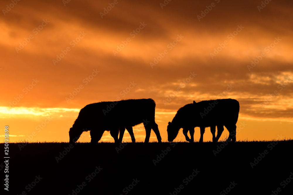 Fototapeta premium Cows fed grass, in countryside, Pampas, Patagonia,Argentina