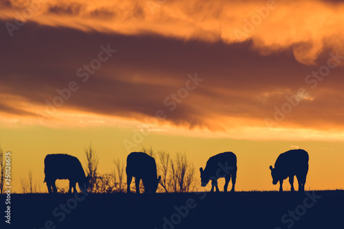 Cows fed grass, in countryside, Pampas, Patagonia,Argentina