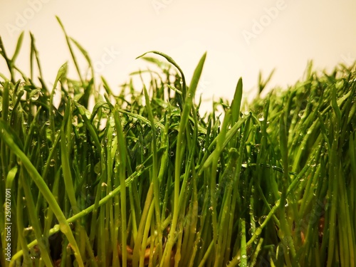 Grass blades covered with water drops  dew on the grass  on a white background.