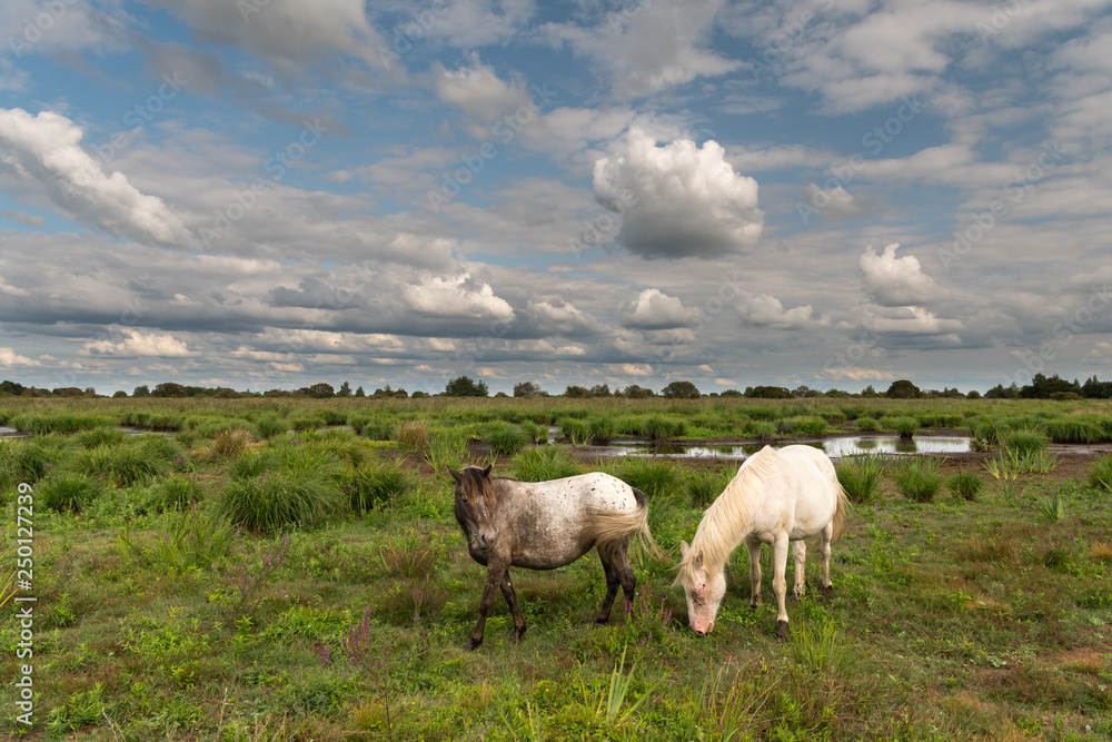 A white and grey horse in Brière Regional Natural Park A white and grey horse in Brière Regional Natural Park