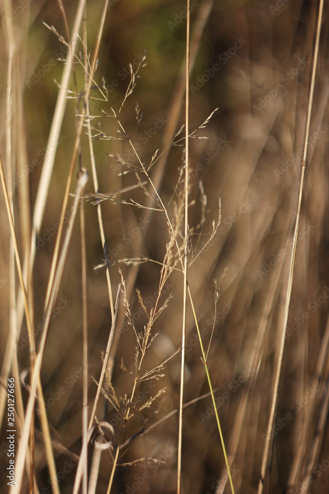 Fototapeta premium Dried grass texture. Abstract background