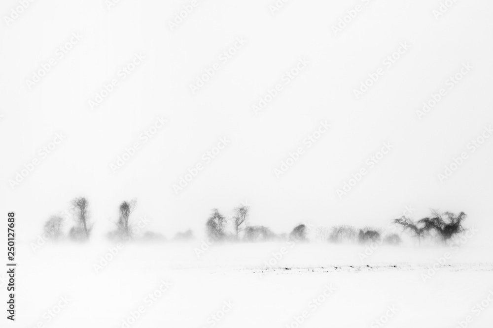 Blizzard and trees, New York State, USA Blizzard and trees, New York State, USA