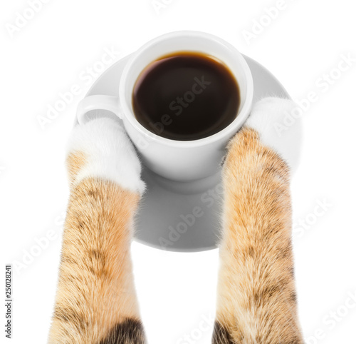 cat drinks coffee, cat paws holding a Cup of coffee