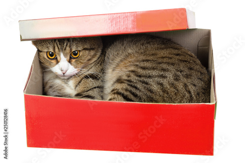 cat hiding in red box