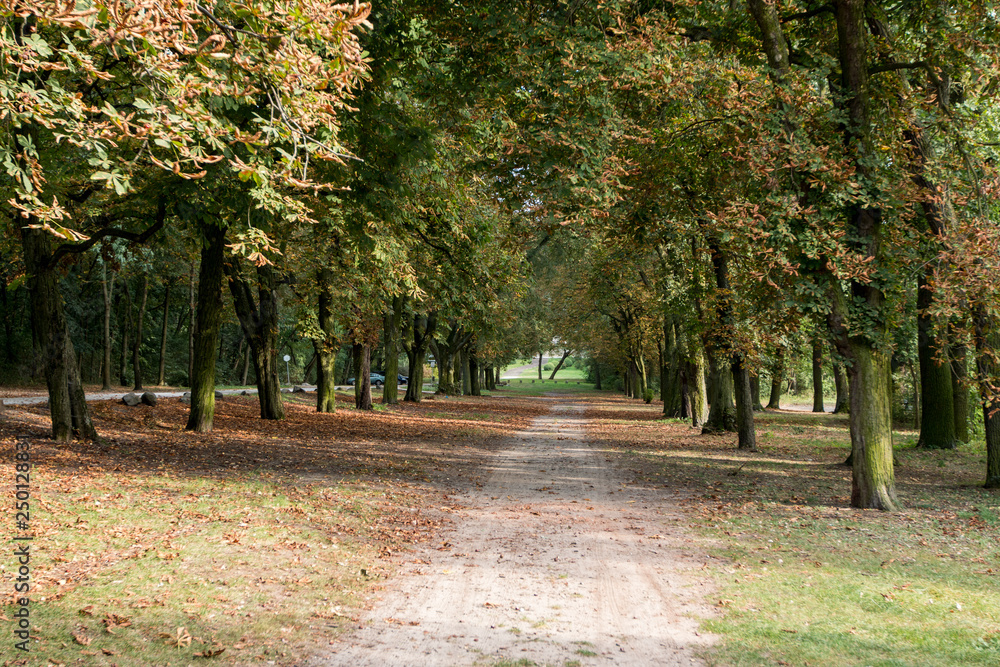 Park in the autumn season