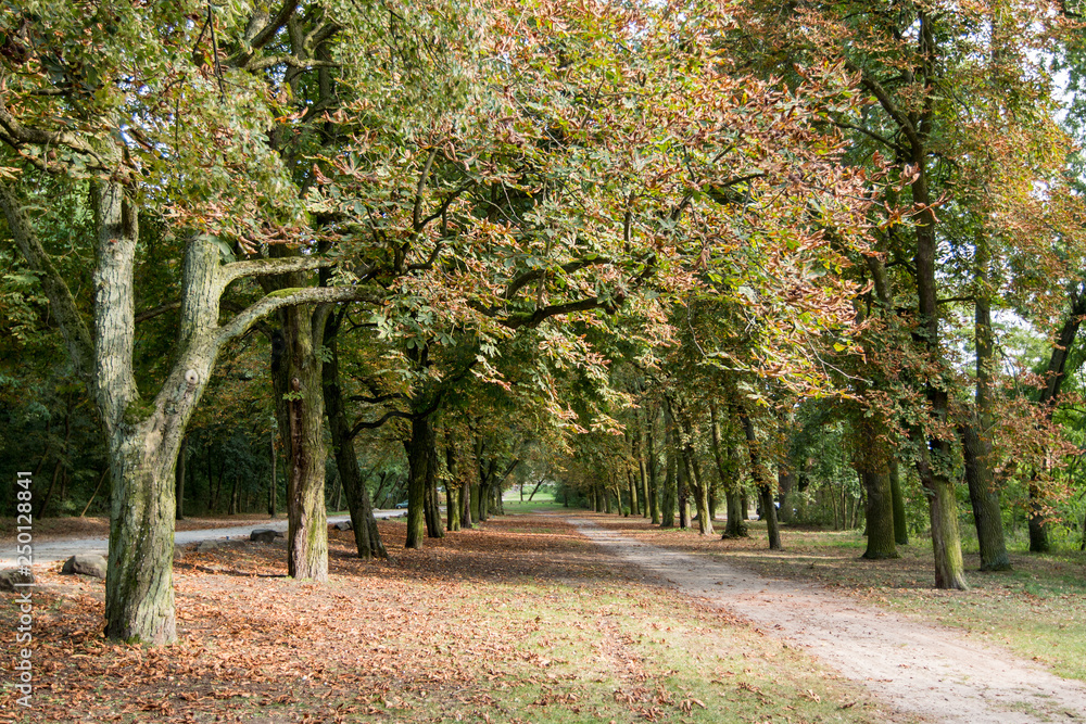 Park in the autumn season Park in the autumn season
