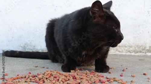 Close up of cautious stray black cat looking around, sniffing dry food on the ground and leaving without eating.