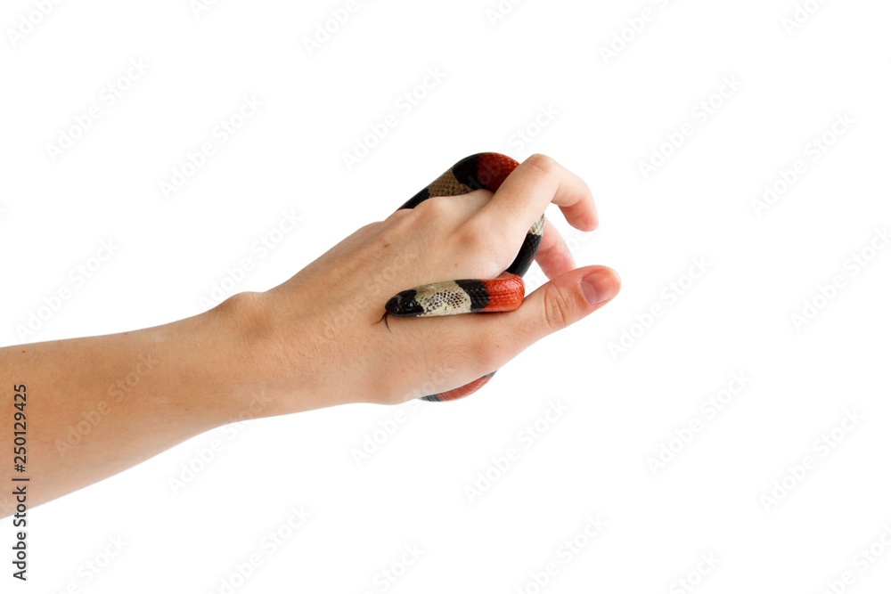 hand of a girl and Young Scarlet kingsnake Lampropeltis elapsoides. Nonpoisonous snake with a three colored, which characterizes mimicry. on a white background, isolated