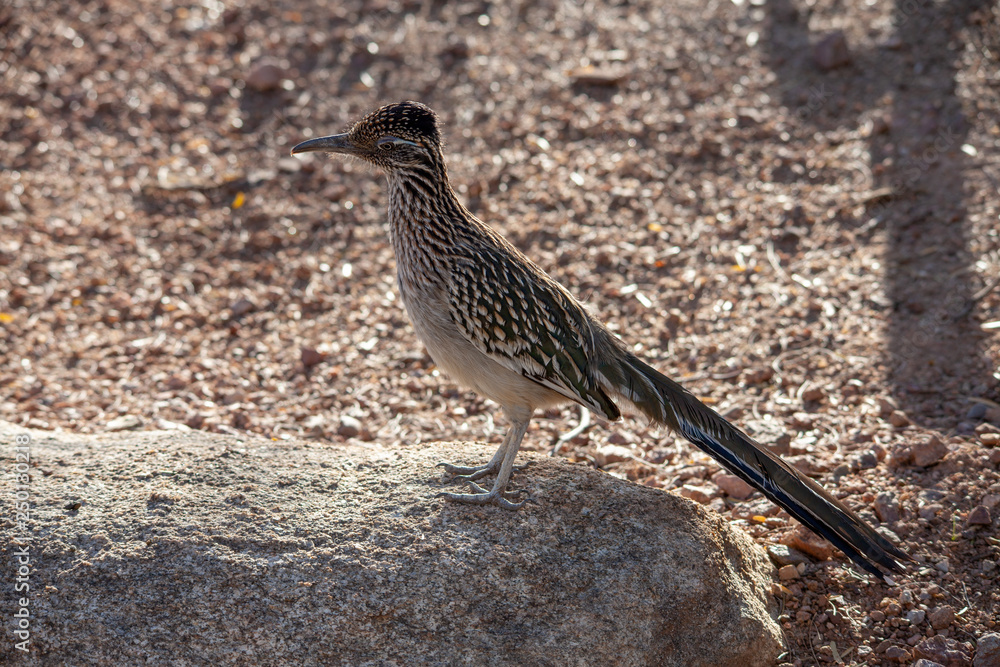 Fototapeta premium Roadrunner on alert