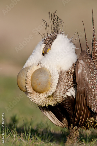Ssge Grouse in Wyoming