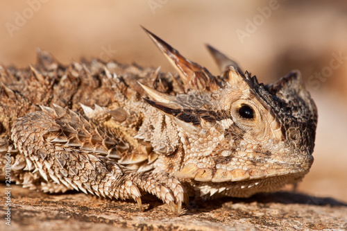Texas horned lizard