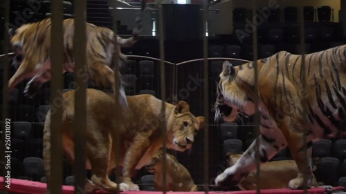 Tigers in the circus arrange the show