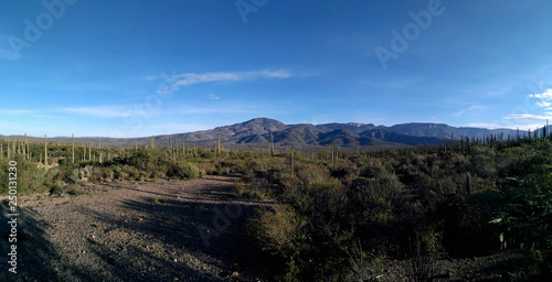 Road through cacti valley