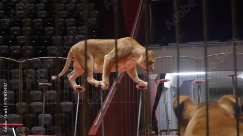 Tigers in the circus arrange the show