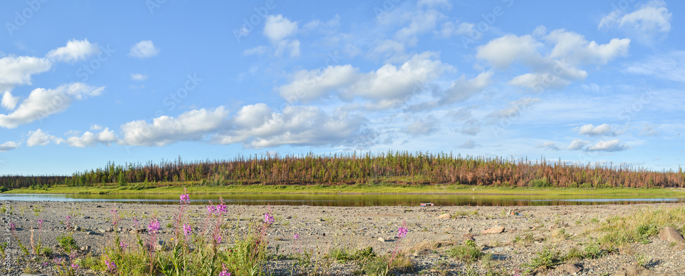 Fototapeta premium Panorama of the northern river.