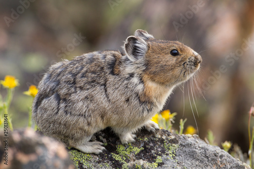 Pika high in the Beartooth Mountains of Wyoming